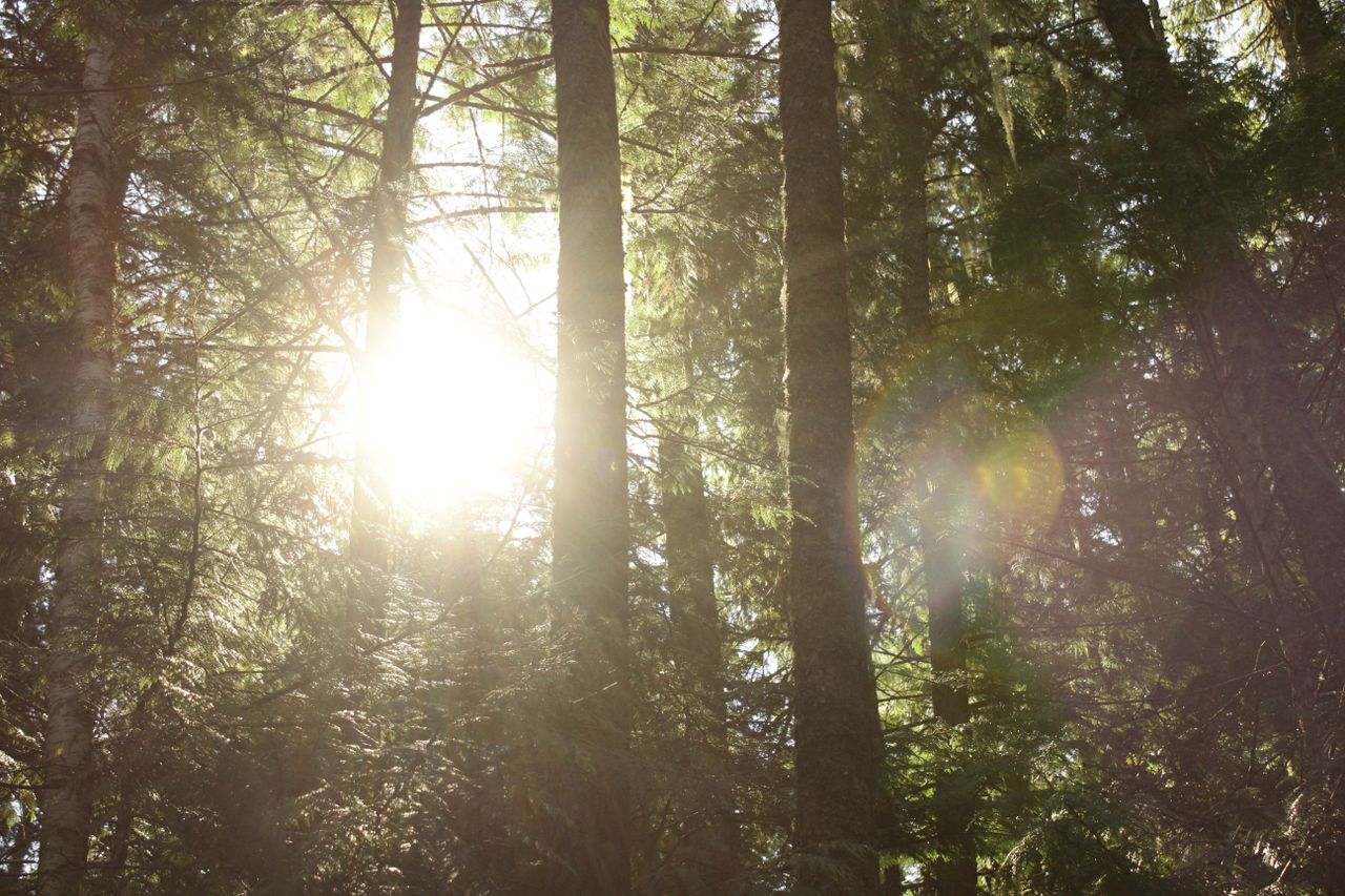 Bright sunlight shining through dense forest trees creates a serene natural atmosphere.