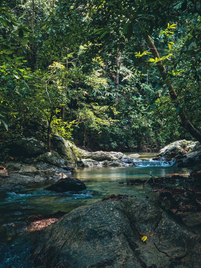 Peaceful forest stream surrounded by lush green trees and rocks, perfect nature scene.