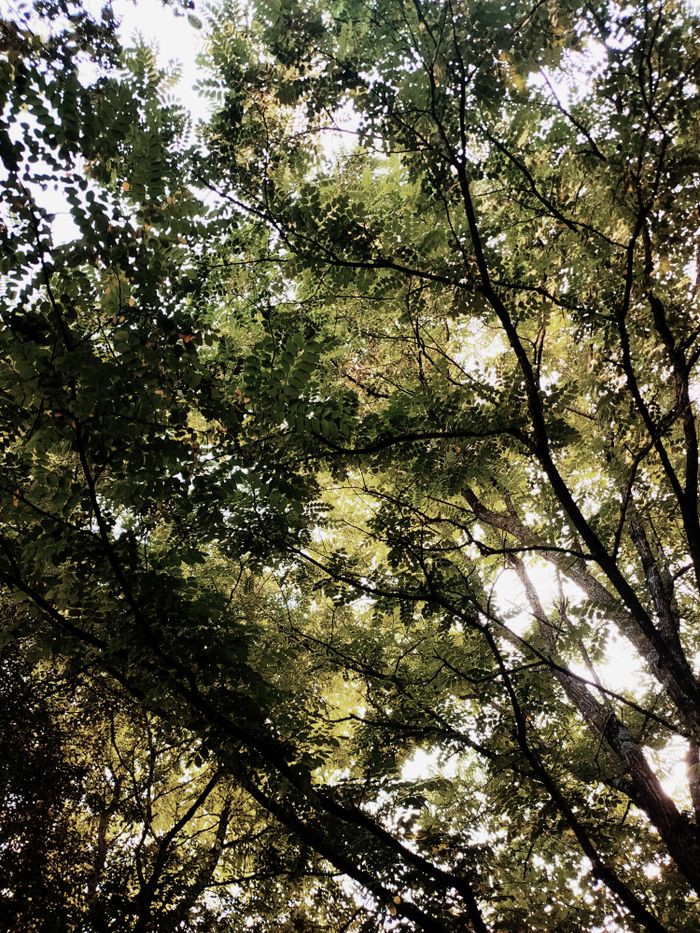 Explore the serene beauty of a dense forest canopy with sunlight filtering through vibrant green leaves.