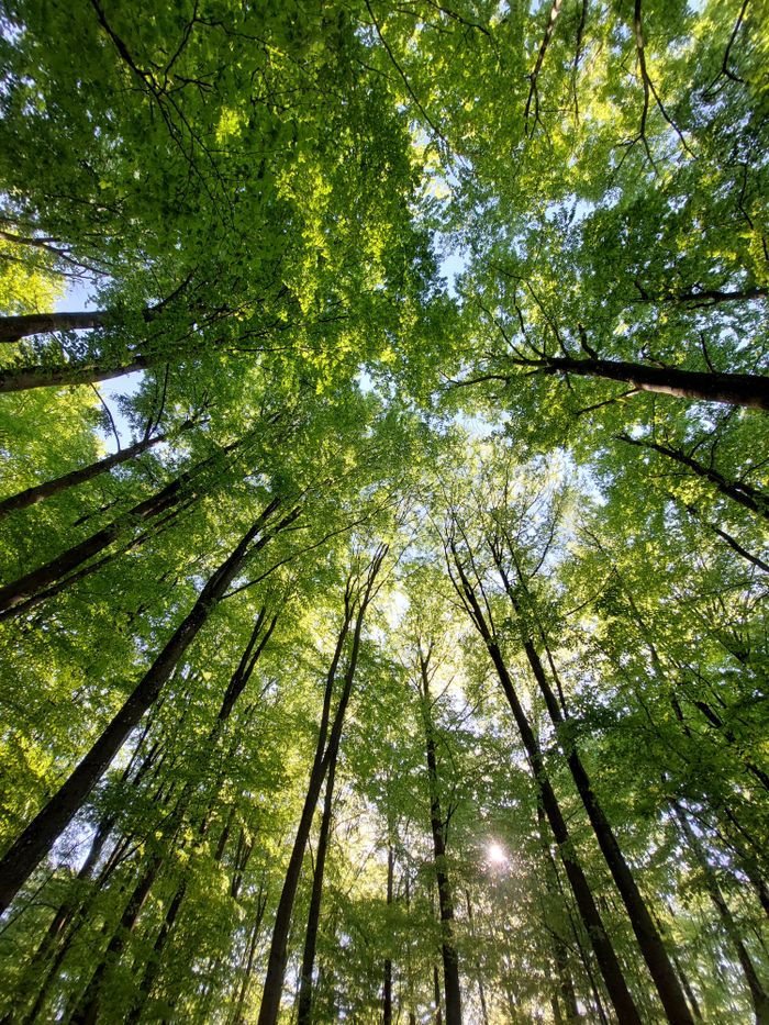 Captivating view of sunlight filtering through a dense green forest canopy, showcasing nature's beauty.