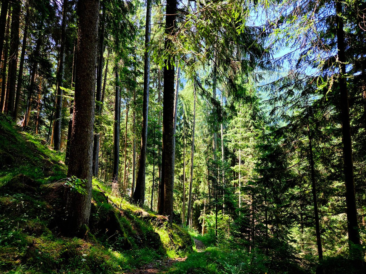 A tranquil forest path surrounded by lush green trees under sunlight, depicting nature's beauty.