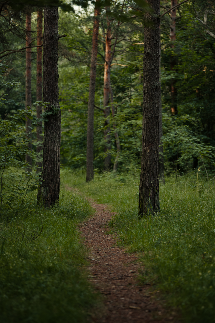 Discover the tranquility of a lush forest trail, perfect for hiking and nature exploration.
