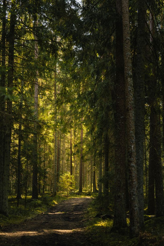 Tranquil forest scene with sunlight filtering through dense trees along a quiet, natural path.