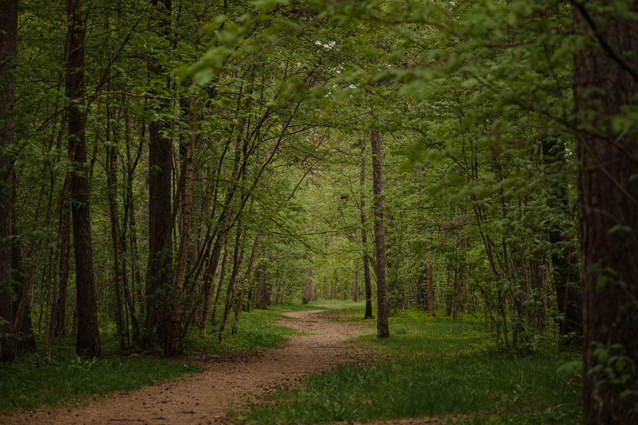 Serene forest trail surrounded by lush green foliage, perfect for outdoor exploration and tranquility.