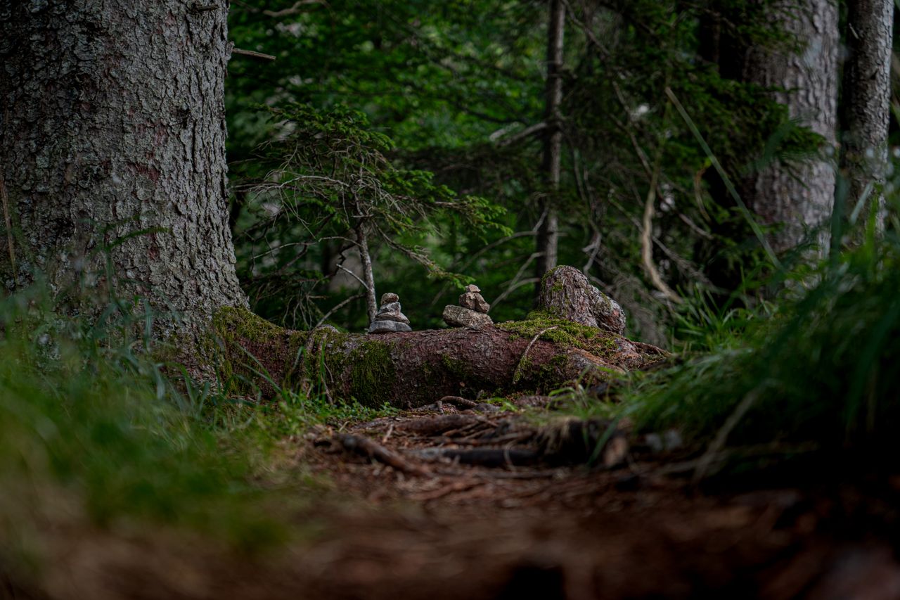 Tranquil forest view in Schliersee, Germany, featuring moss-covered trees and stone cairns on a woodland trail.